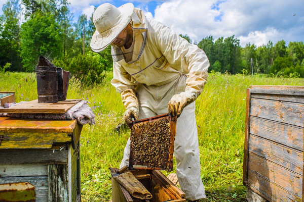 Бизнес-план "Пчеловодство": готовый для начинающих