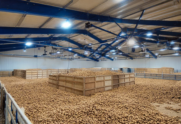 Овощехранилище бизнес-план: выращивание овощей в теплице