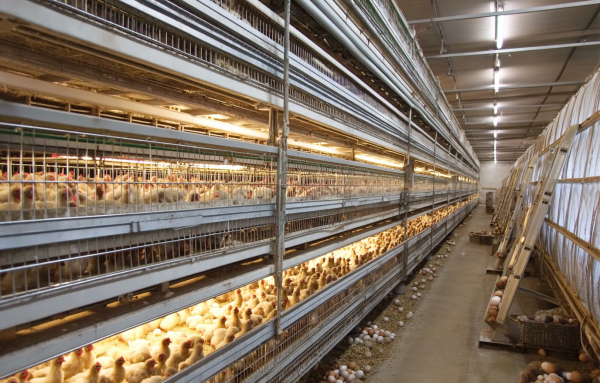 Перепелиная ферма бизнес-план: скачать бесплатно