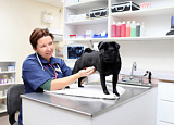 Бизнес-план ветеринарной клиники с расчетами: пример