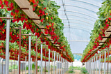 Бизнес-план по выращиванию клубники в теплице и на открытом грунте